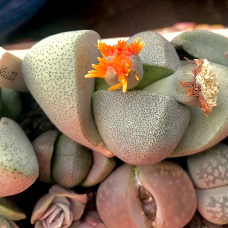 plant image 878878