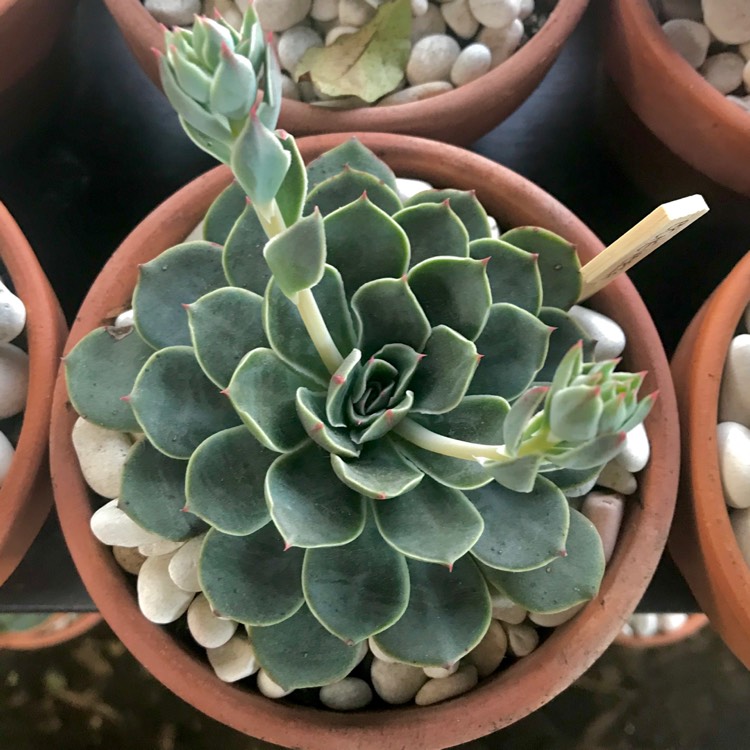 plant image 878888 plant image 878888