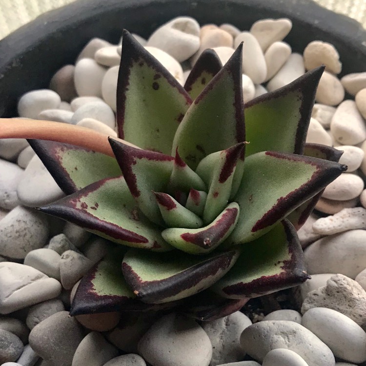 plant image 878895