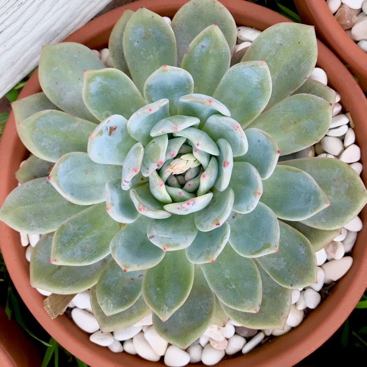 plant image 879586 plant image 879586