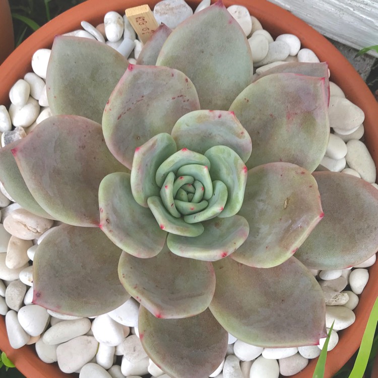 plant image 879662 plant image 879662