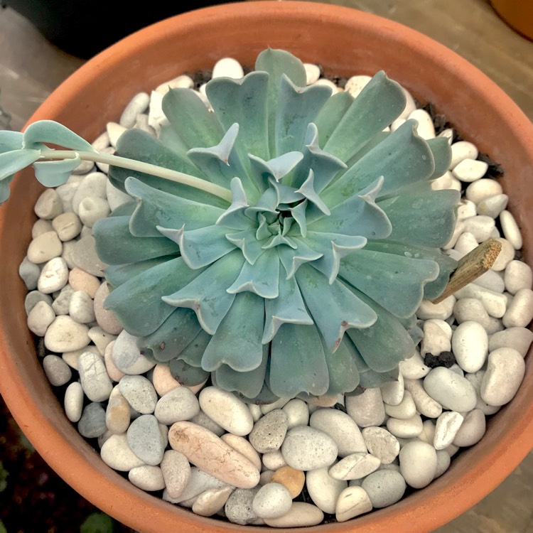 plant image 880940