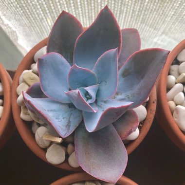 Echeveria Cante