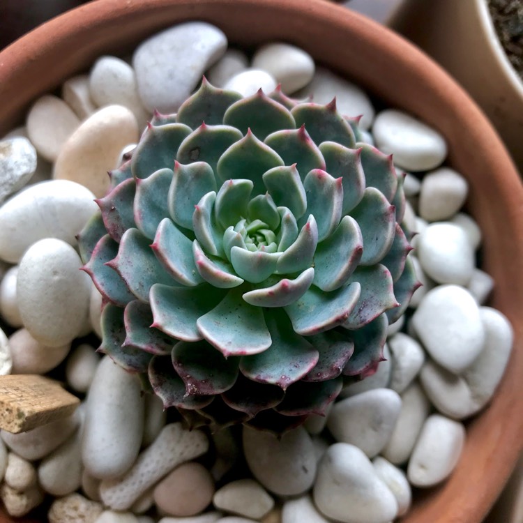 plant image 880975 plant image 880975