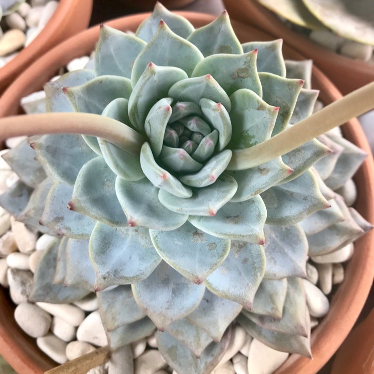 plant image 881678 plant image 881678