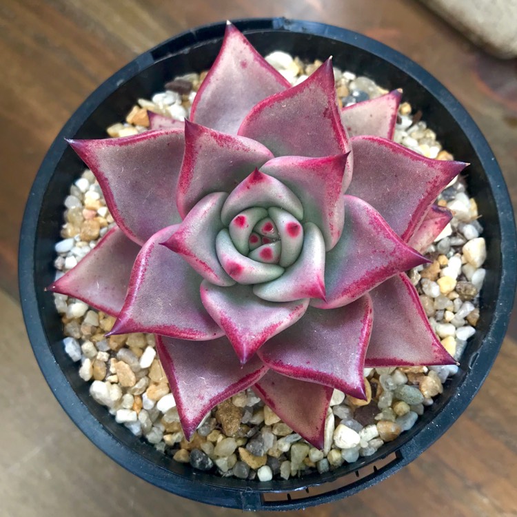 plant image 882152
