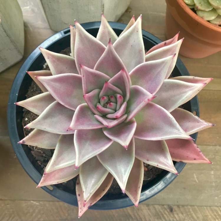 plant image 882160 plant image 882160