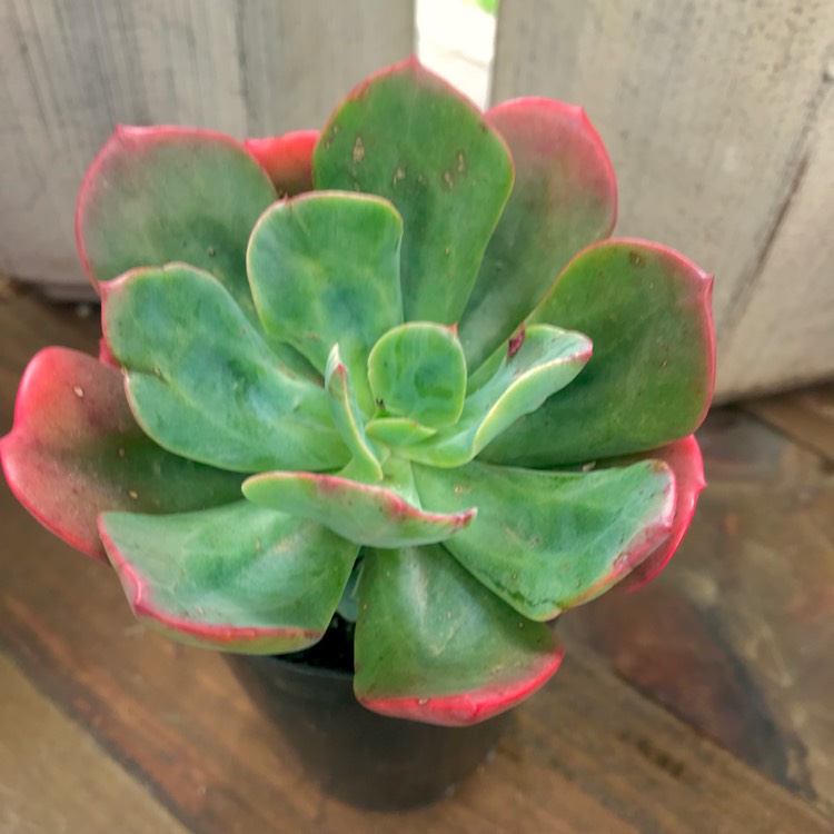 plant image 882265 plant image 882265