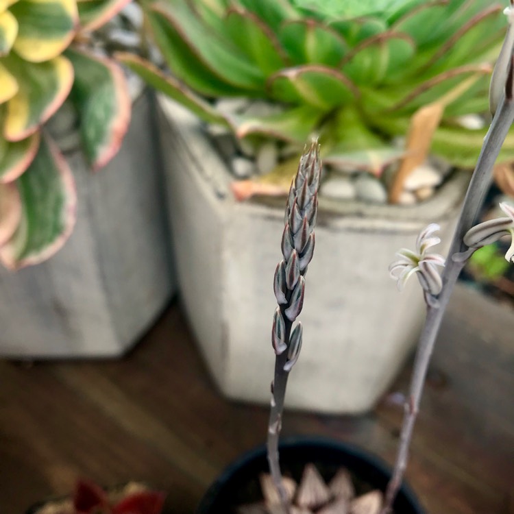 plant image 882463 plant image 882463