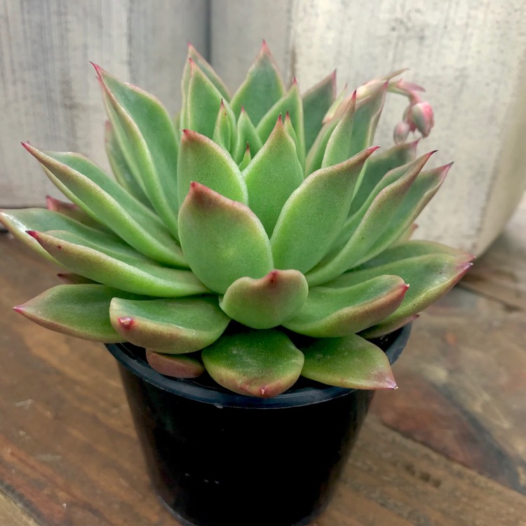 plant image 882530 plant image 882530
