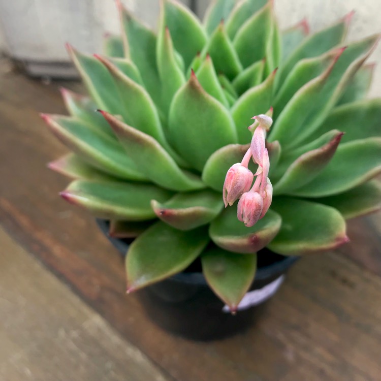 Plant image Echeveria Agavoides Miranda