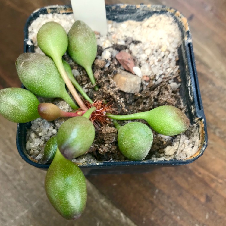 plant image 882736 plant image 882736