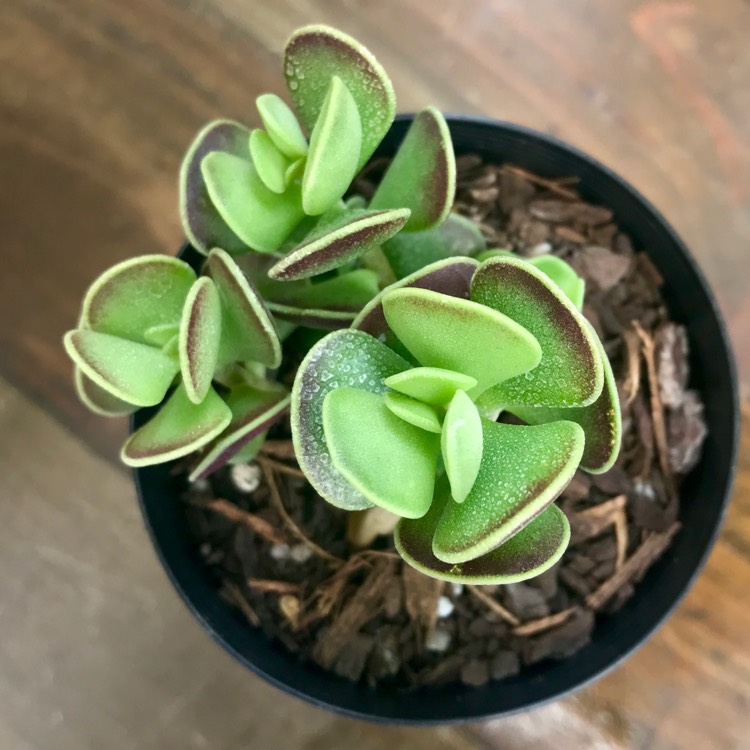 plant image 882762