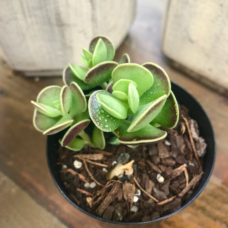 Plant image Adromischus Caryophyllaceus