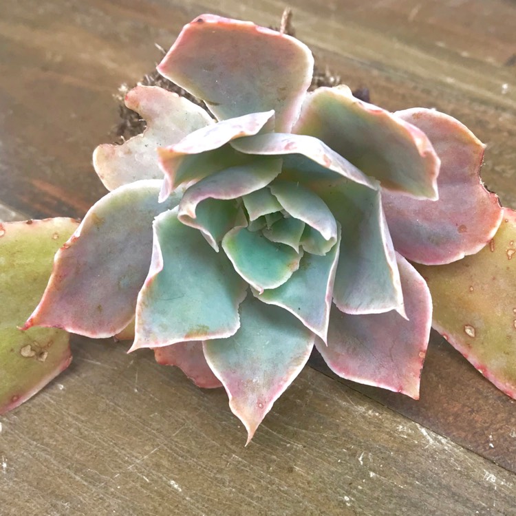 plant image 882778 plant image 882778