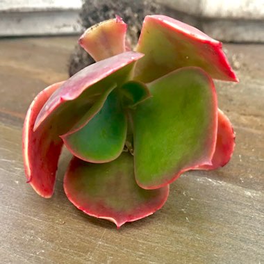 Echeveria Lorna