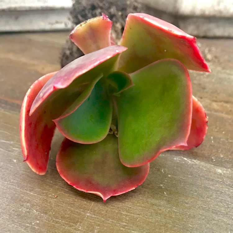 plant image 882789