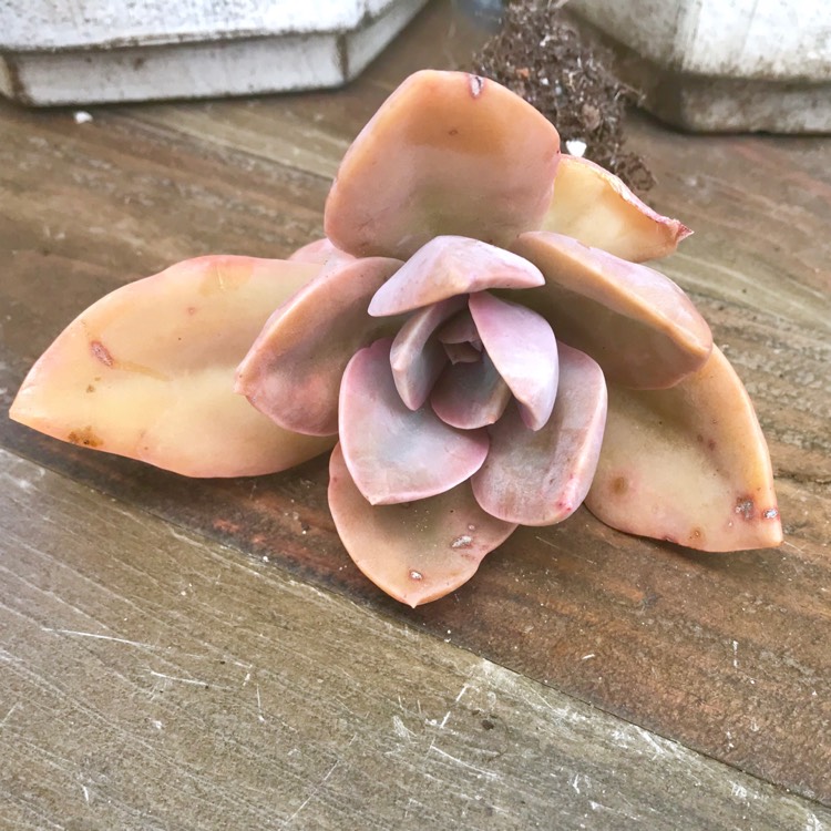 plant image 882794