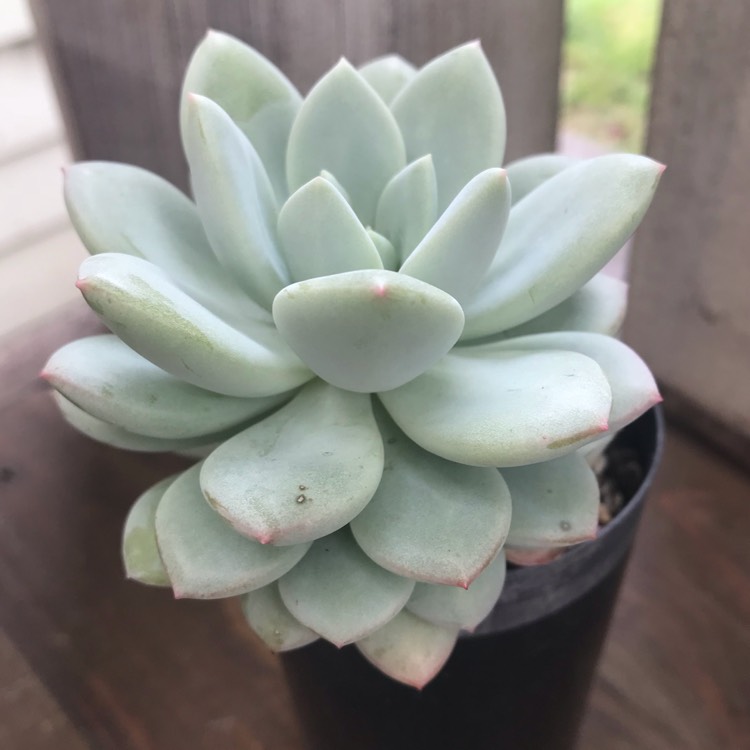 plant image 882797 plant image 882797