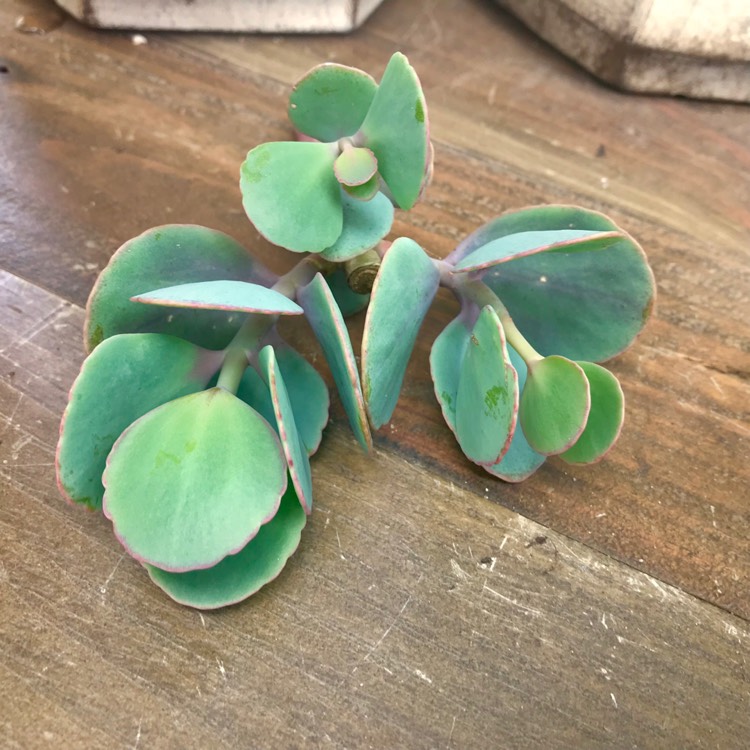 plant image 883322 plant image 883322