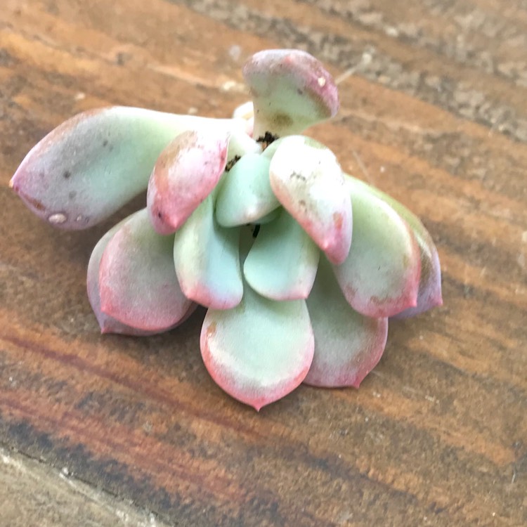 plant image 883459