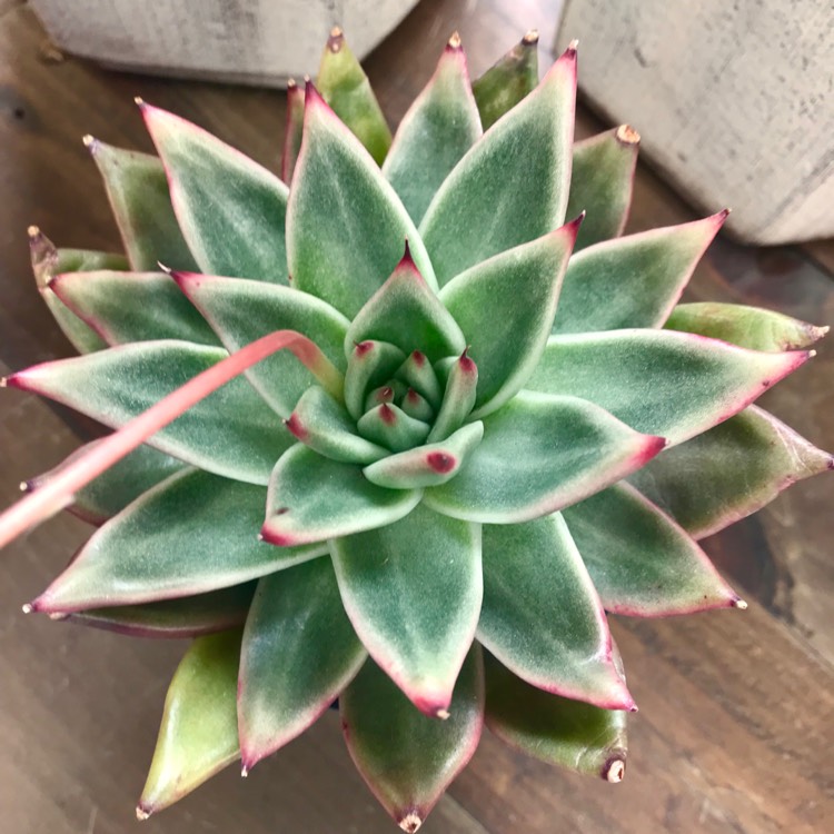 plant image 883745 plant image 883745