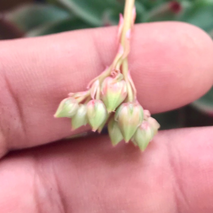 plant image 883778 plant image 883778