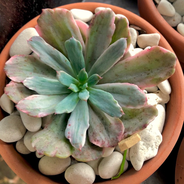 plant image 883892 plant image 883892