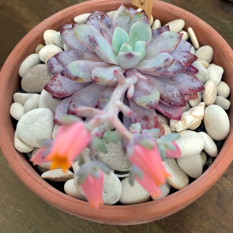 plant image 883898 plant image 883898