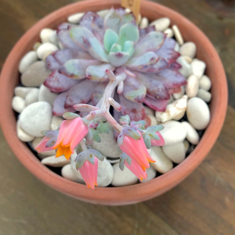 plant image 883899 plant image 883899