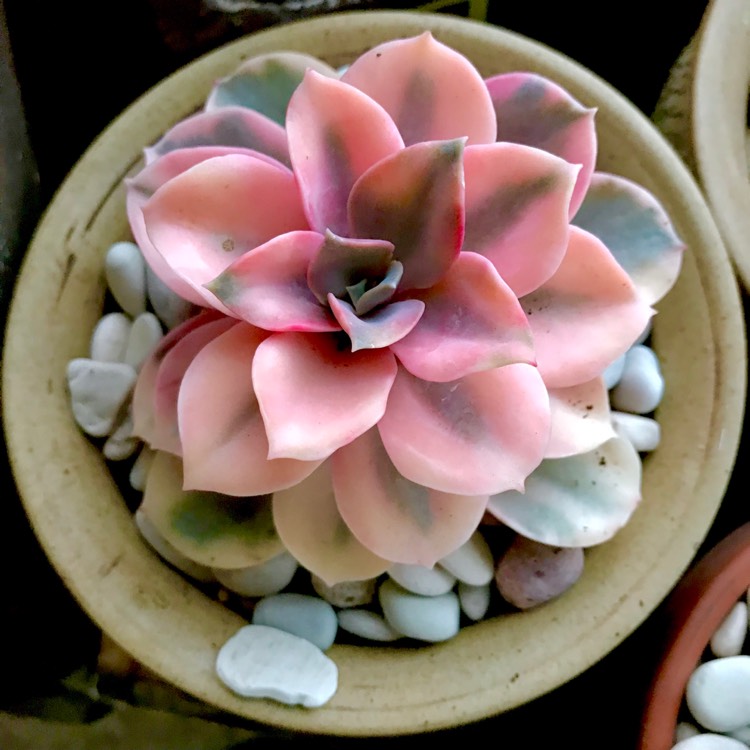 plant image 884756 plant image 884756