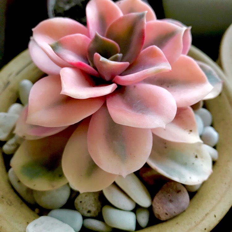 plant image 884757 plant image 884757