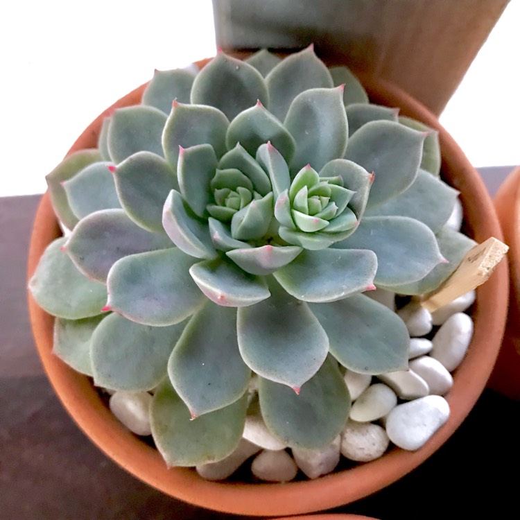 plant image 884766 plant image 884766