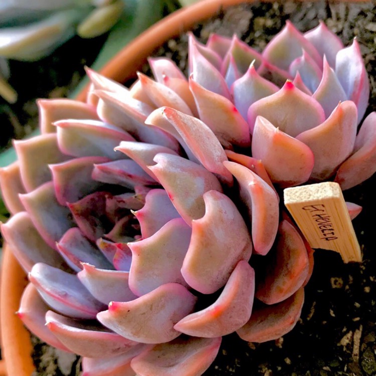 plant image 885280 plant image 885280