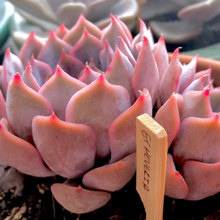plant image 885282 plant image 885282