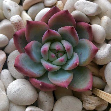 Echeveria Colorata fa. Colorata