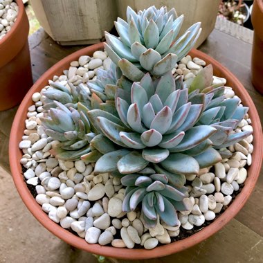 x Pachyveria Powder Puff