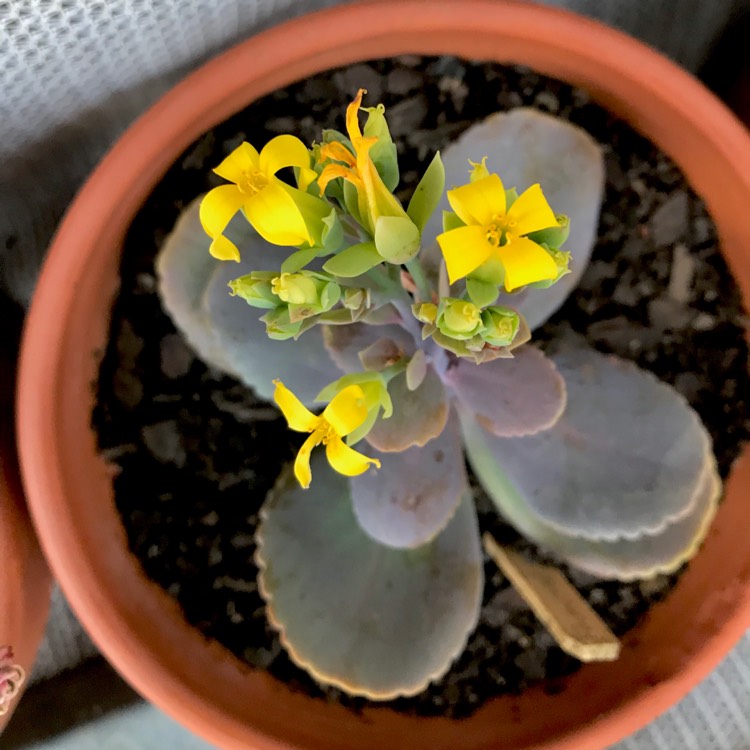 plant image 886311 plant image 886311
