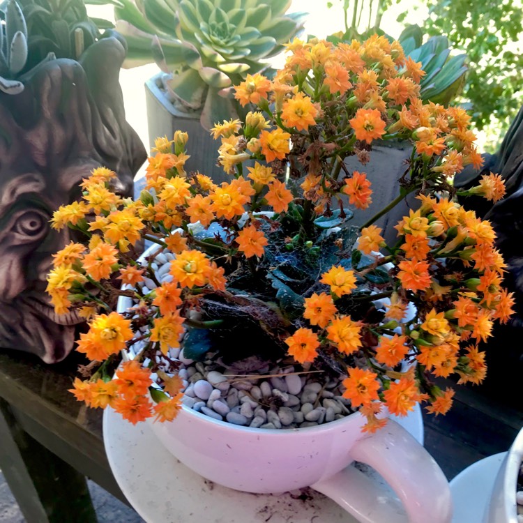 plant image 887013