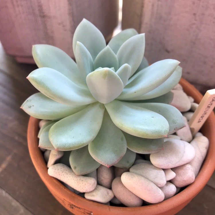 plant image 887210 plant image 887210