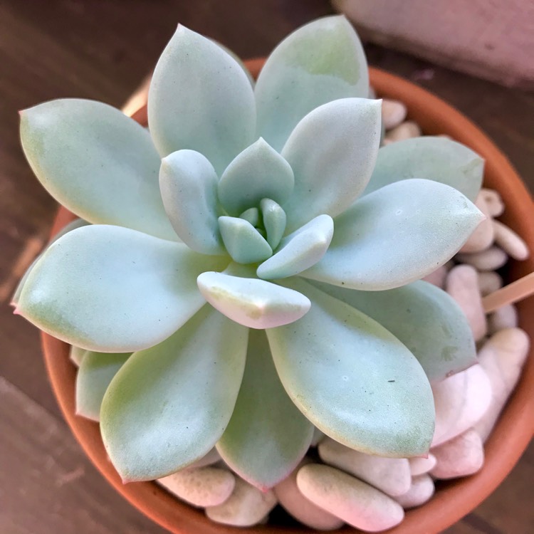 plant image 887213 plant image 887213