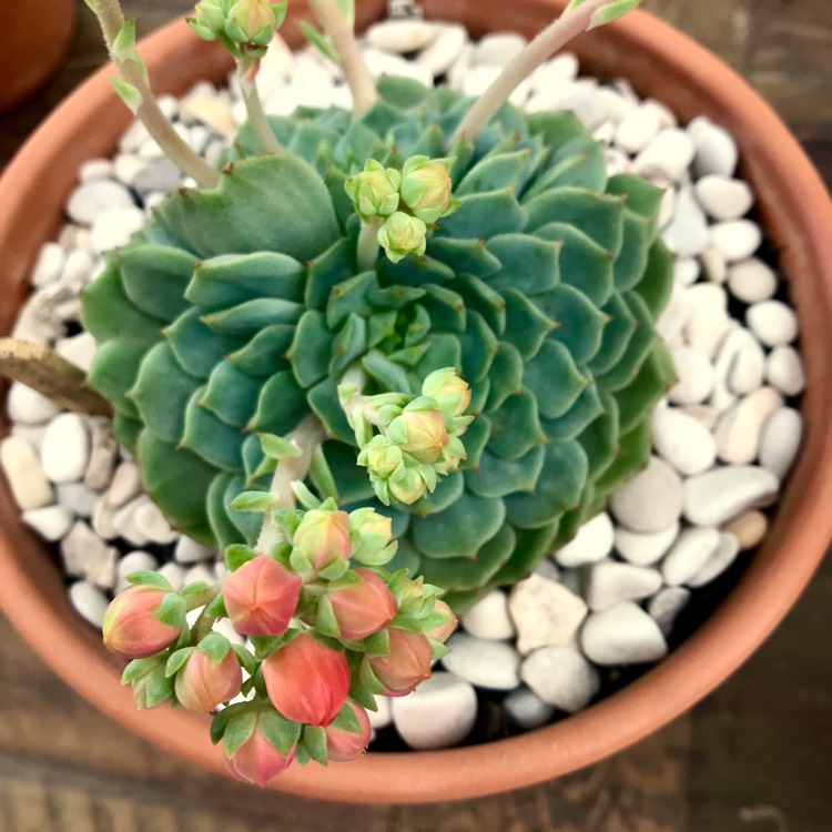 plant image 887254 plant image 887254