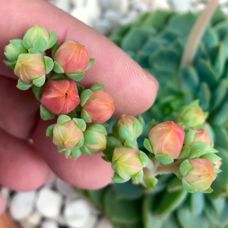 plant image 887255 plant image 887255