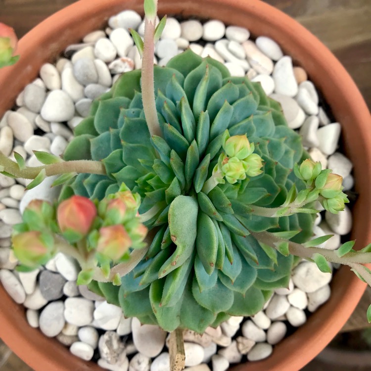 plant image 887258 plant image 887258