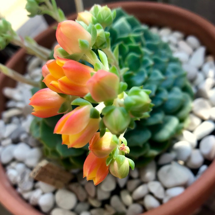 plant image 887263 plant image 887263
