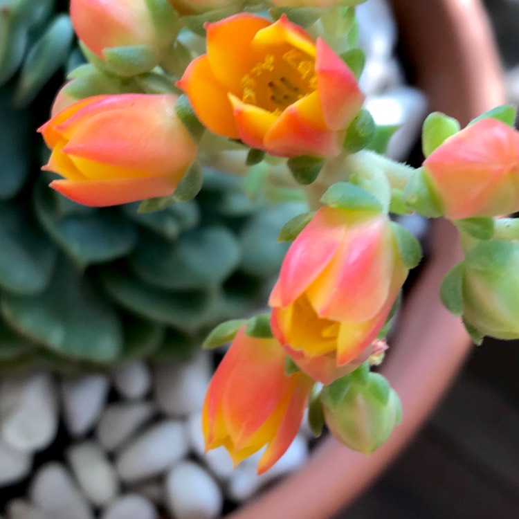 plant image 887265 plant image 887265