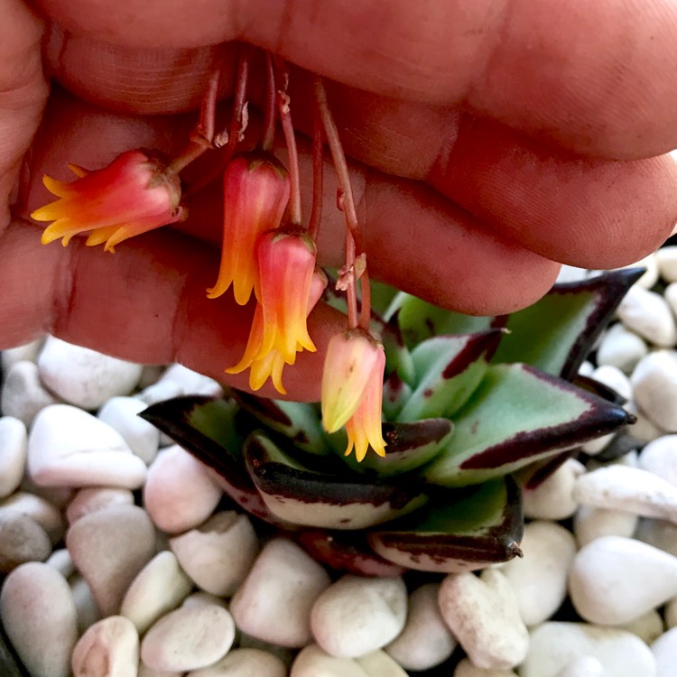 plant image 887286