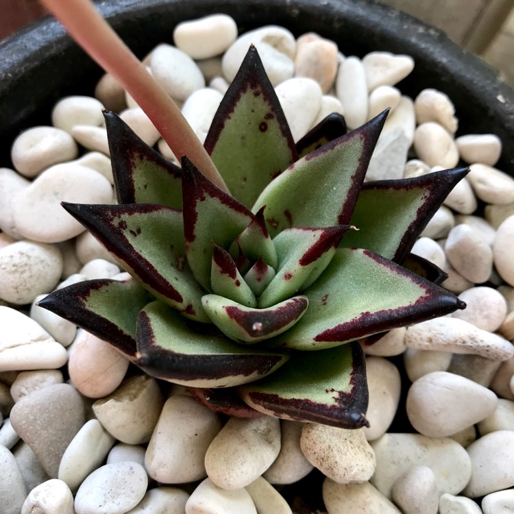 plant image 887287