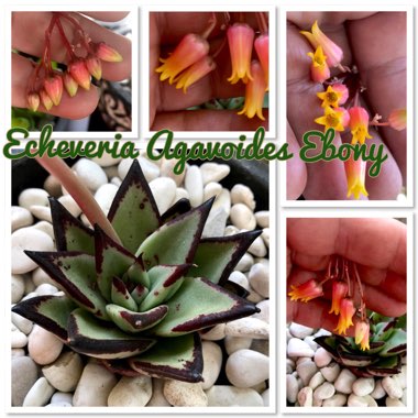 Echeveria Agavoides Ebony
