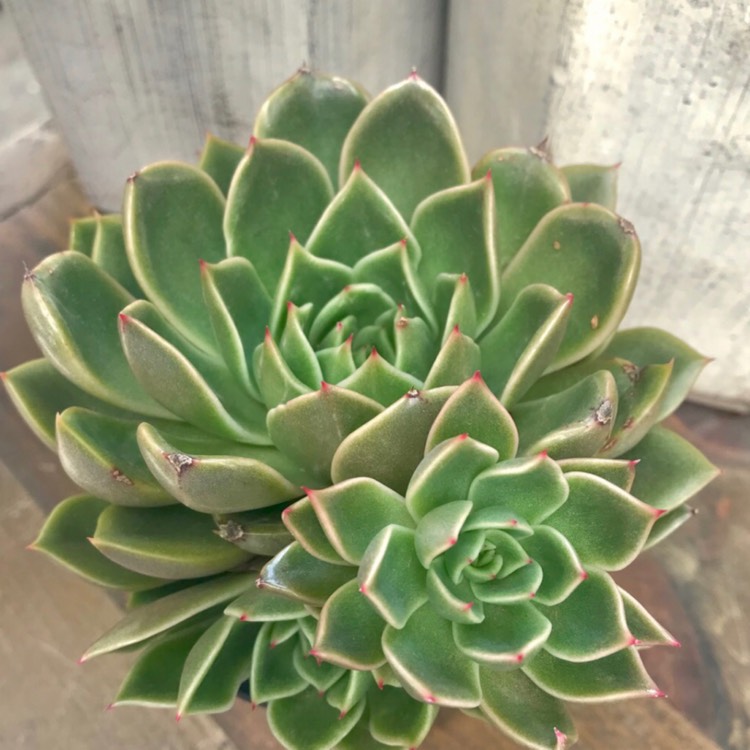 Plant image Echeveria Mira